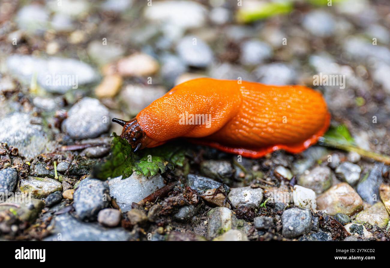 Rafz, Schweiz, 23. Juni 2024: Eine rote Schnecke (Arion rufus) frisst ein Pflanzenblatt. (Foto: Andreas Haas/dieBildmanufaktur) Stockfoto