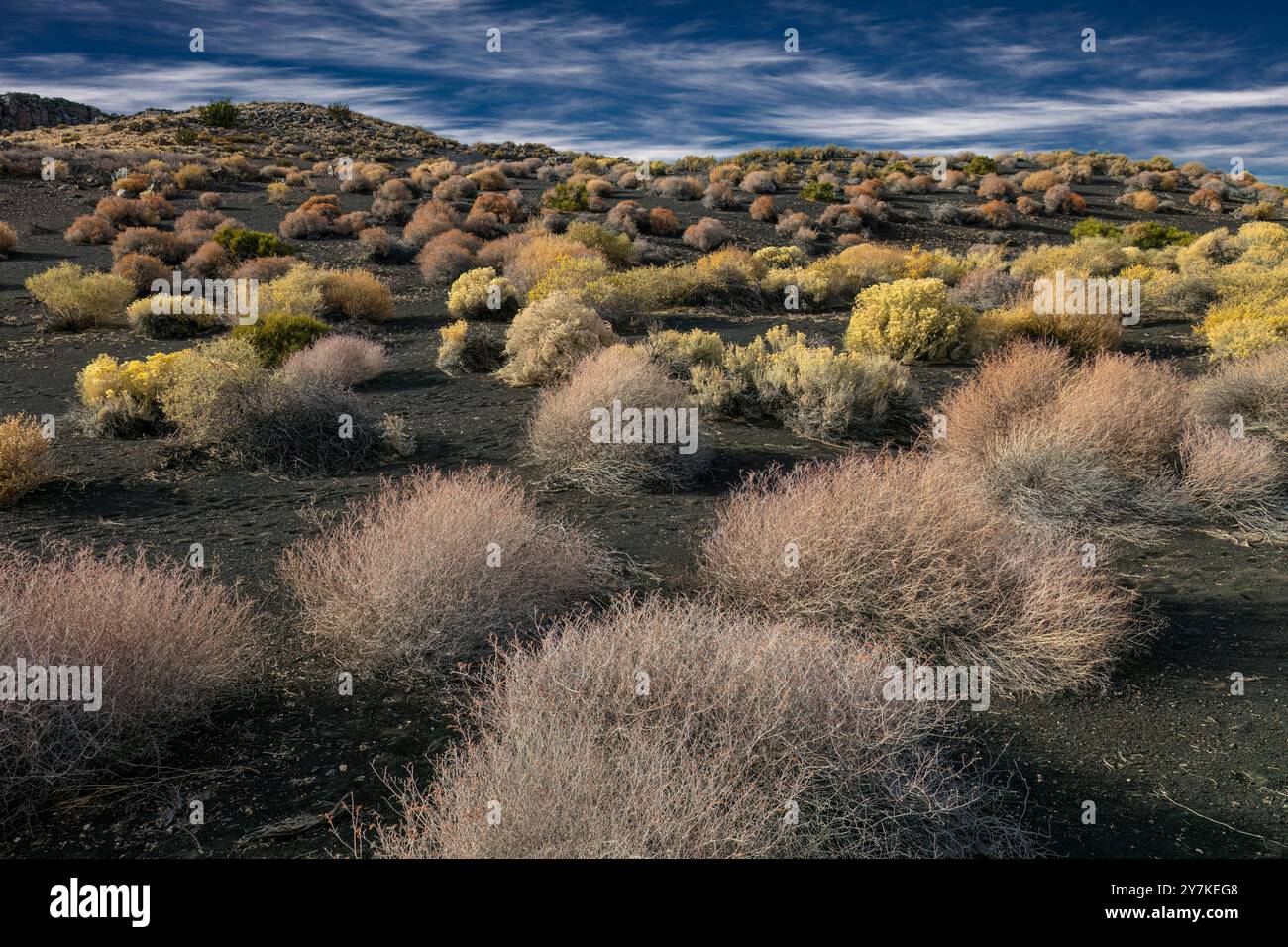 Russische Thistle (Salsola tragus) auf Aschenboden, Sunset Crater Volcano National Monument, Arizona Stockfoto