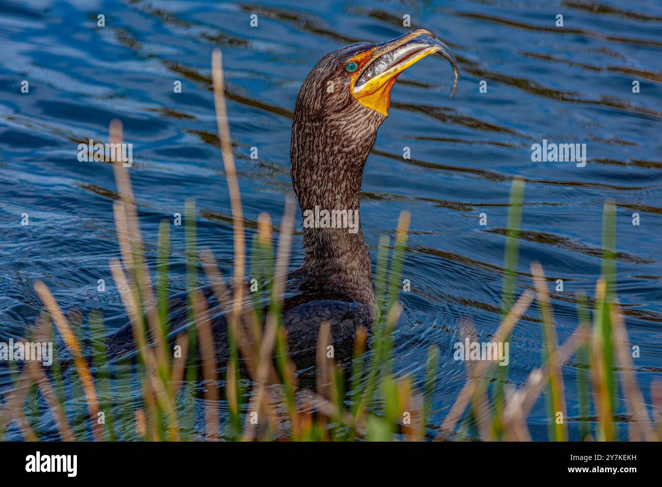 Doppelhaubenkormoran (Phalacrocorax auritus) mit Wels... Der Everglades-Nationalpark ist ein Nationalpark im US-Bundesstaat Florida. Stockfoto