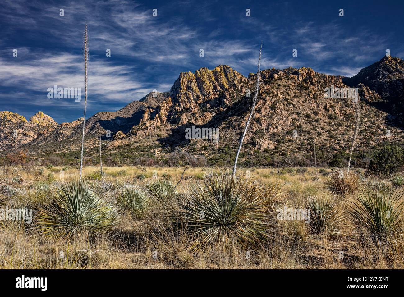 Yucca stehen, die Dragoon Mountains, Cochise County, Arizona Stockfoto