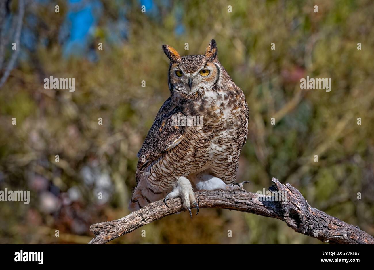 Große gehörnte Eule - Bubo virginianus Stockfoto