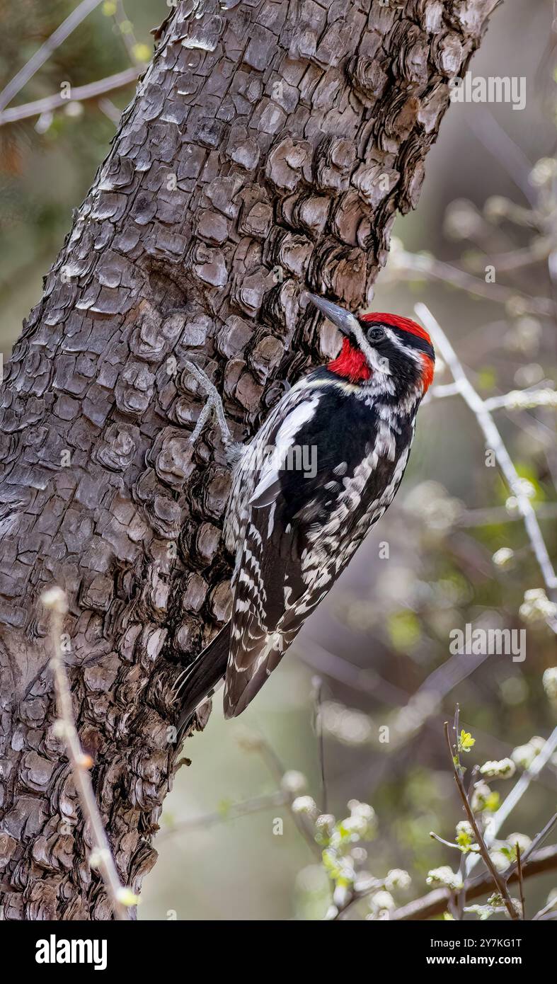 Rot-naped Sapsucker, Sphyrapicus nuchalis, Arizona Stockfoto
