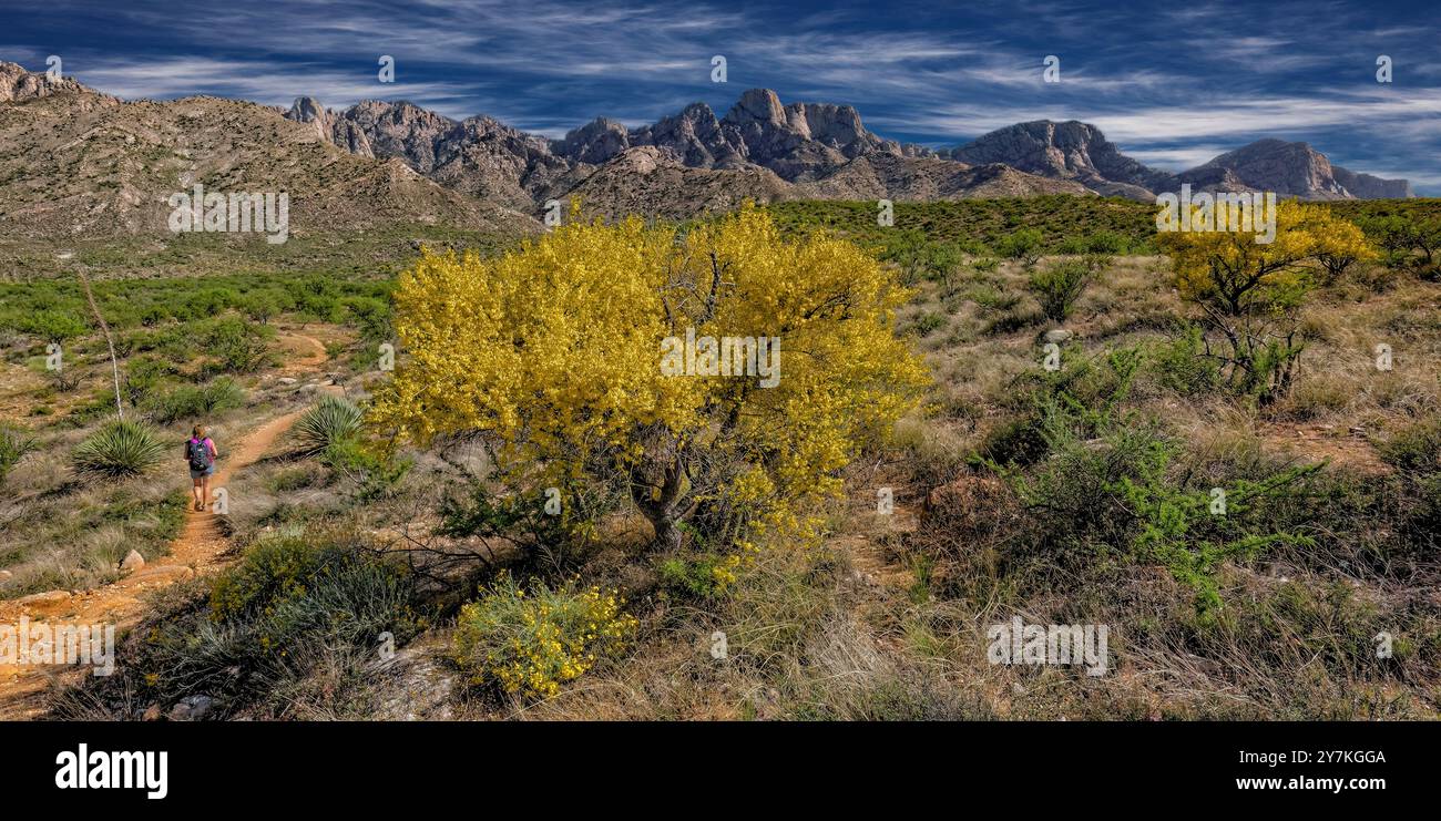 Romero Ruinen Trail - Catalina State Park, AZ Stockfoto