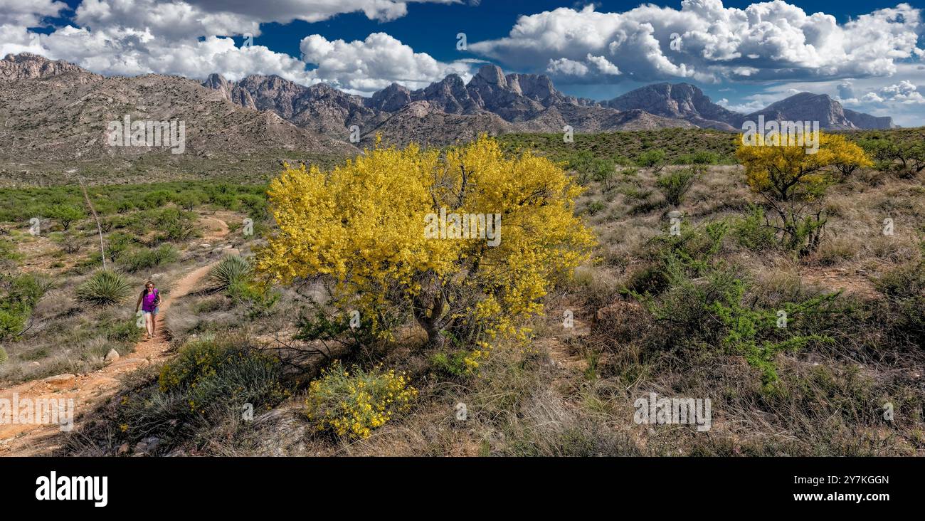 Romero Ruinen Trail - Catalina State Park, AZ Stockfoto