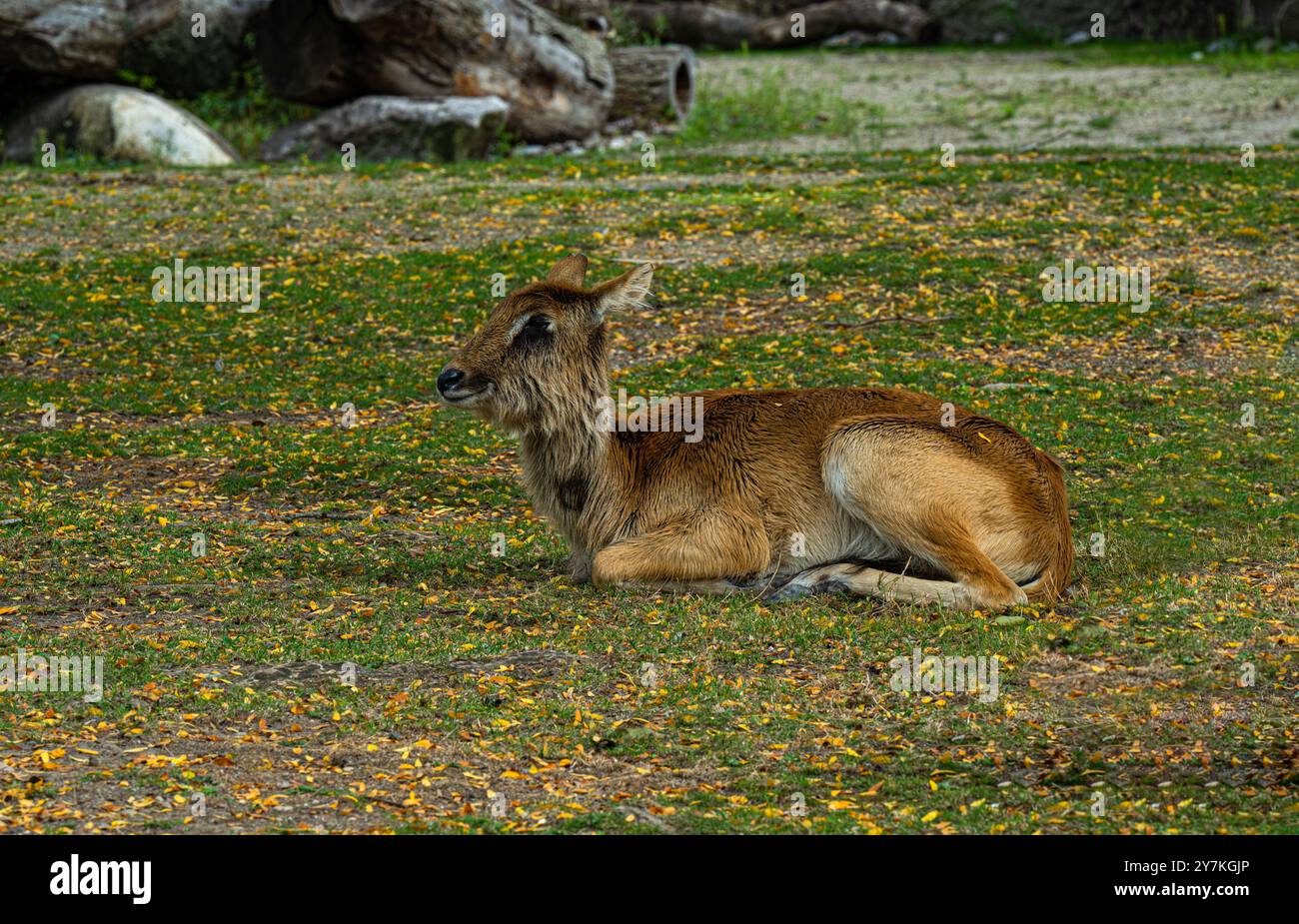Weibliche Lechwe - Kobus leche, wunderschöne Antilopen aus zentralafrikanischen Savannen und Feuchtgebieten, Angola Stockfoto