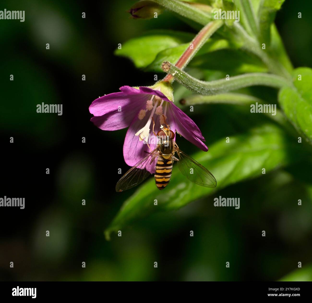 Marmelade Hoverfly, die sich an Haarigen Weidenpollen ernährt. Collinswoodimages. Stockfoto