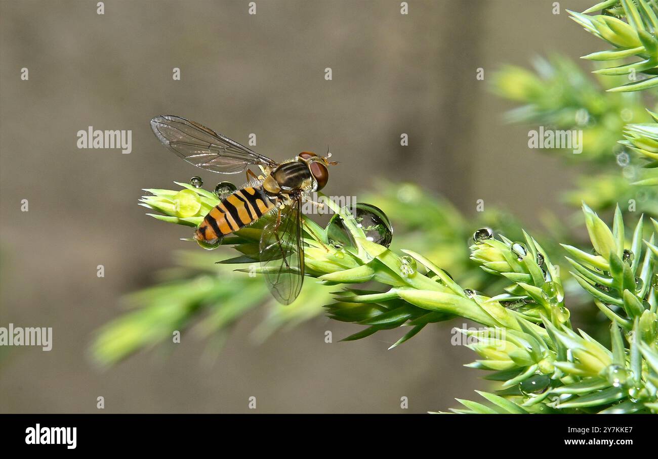 Marmelade hoverfly, Episyrphus Balteatus auf Wacholderbusch. Collinswoodimages. Stockfoto