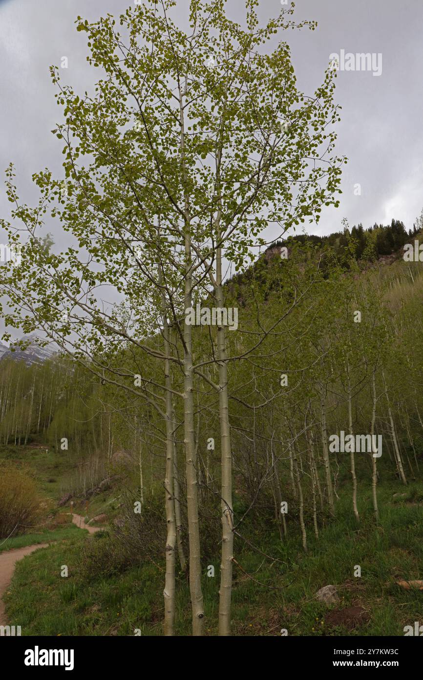 Der Scenic Loop Trail schlängelt sich durch einen Aspenhain in den Elk Mountains in der Maroon Bells Snowmass Wilderness Area in Aspen, Colorado, USA Stockfoto