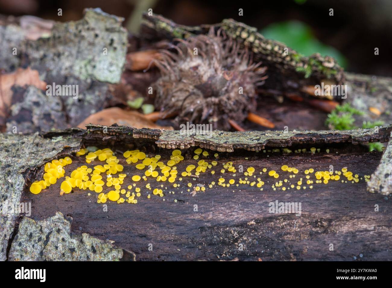 Zitronendisco-Pilz (Bisporella citrina), bekannt als gelbe Feentassen oder Zitronendiscotheken, auf verrotteten gefallenen Bäumen, Großbritannien Stockfoto