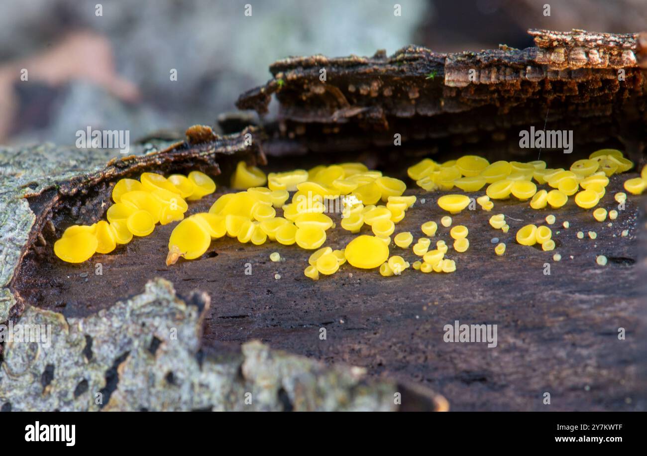 Zitronendisco-Pilz (Bisporella citrina), bekannt als gelbe Feentassen oder Zitronendiscotheken, auf verrotteten gefallenen Bäumen, Großbritannien Stockfoto