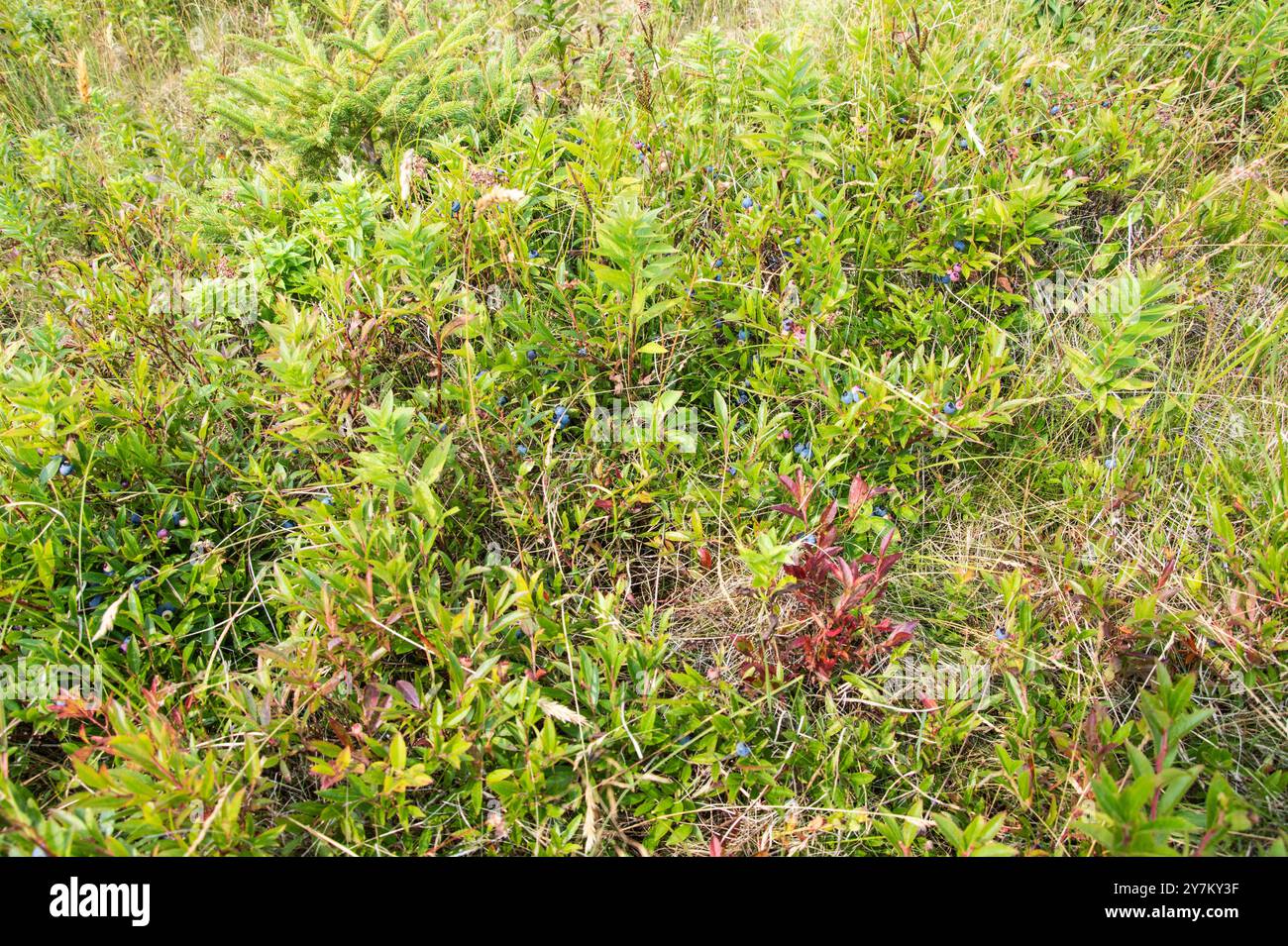 Wilde Blaubeeren auf der Satellite Road in Pouch Cove, Neufundland und Labrador, Kanada Stockfoto