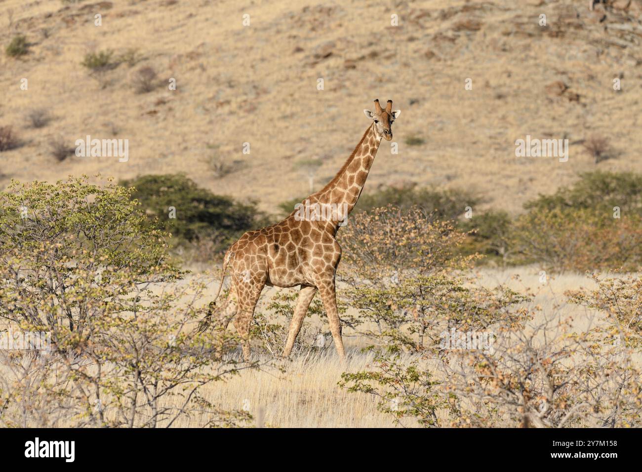Angola Giraffe (Giraffa camelopardalis angolensis), in der Nähe von Khowarib, Damaraland, Kunene Region, Namibia, Afrika Stockfoto