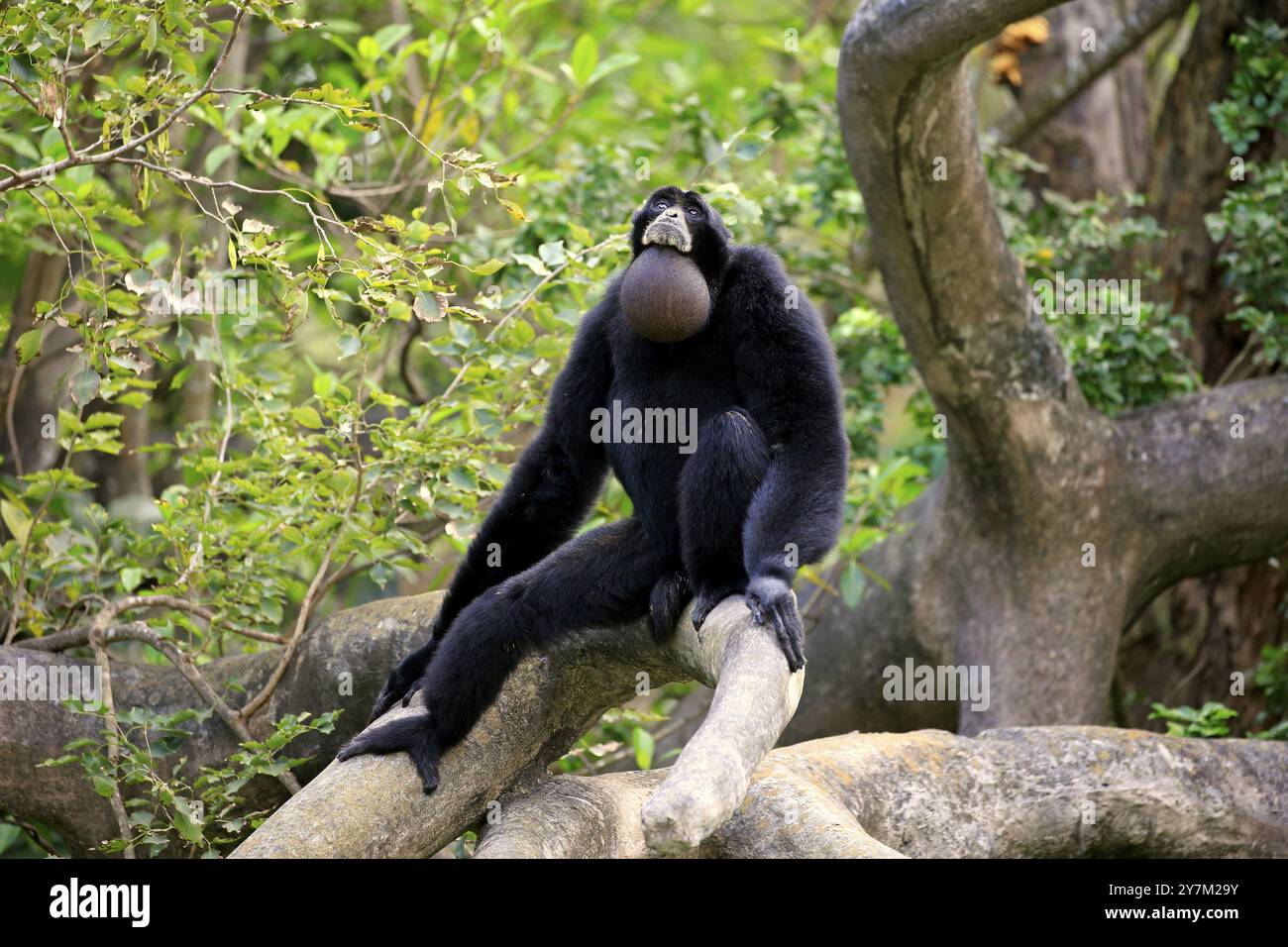 Siamang (Symphalangus syndactylus), Erwachsenenruf, Südostasien Stockfoto