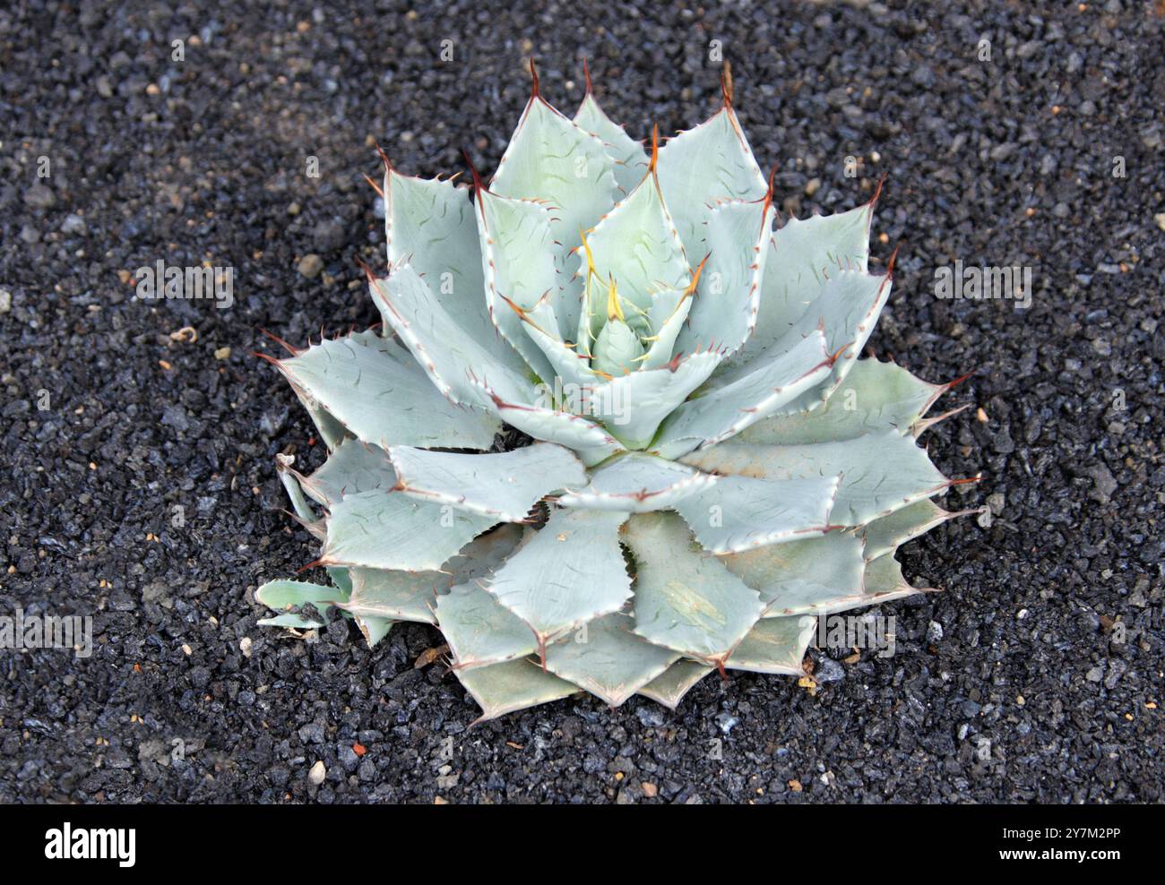 Maguey Chato, Century Plant oder Maguey, Agave guadalajarana, Sparagaceae. Guadalajara, Mexiko. Stockfoto Maguey Chato, Century Plant oder Maguey, Agave guadalajarana, Sparagaceae. Guadalajara, Mexiko. Stockfoto