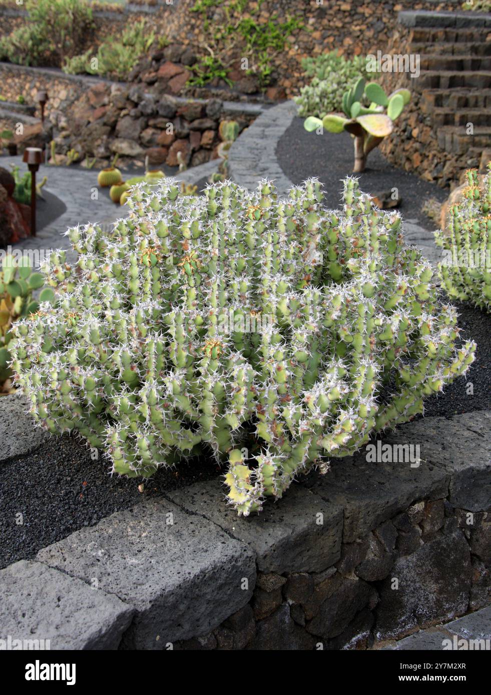 Mokgwakgwatha, Euphorbia barnardii, Euphorbiaceae. Jardin de Cactus, Guatiza, Lanzarote, Kanarische Inseln, Spanien. Stockfoto