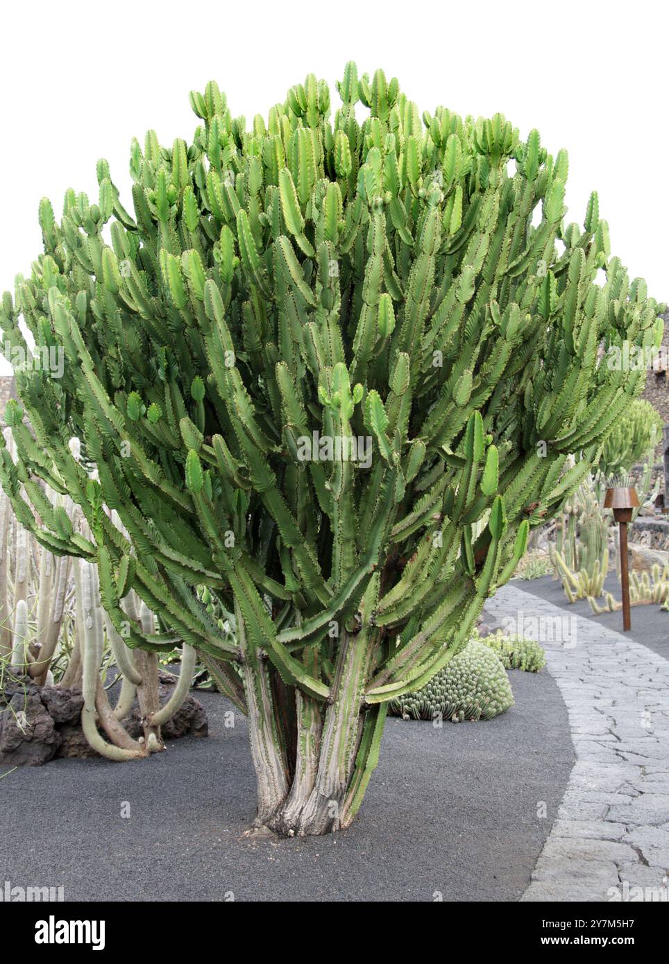 Giftige Kaktus, Sdafrika Stockfotografie - Alamy