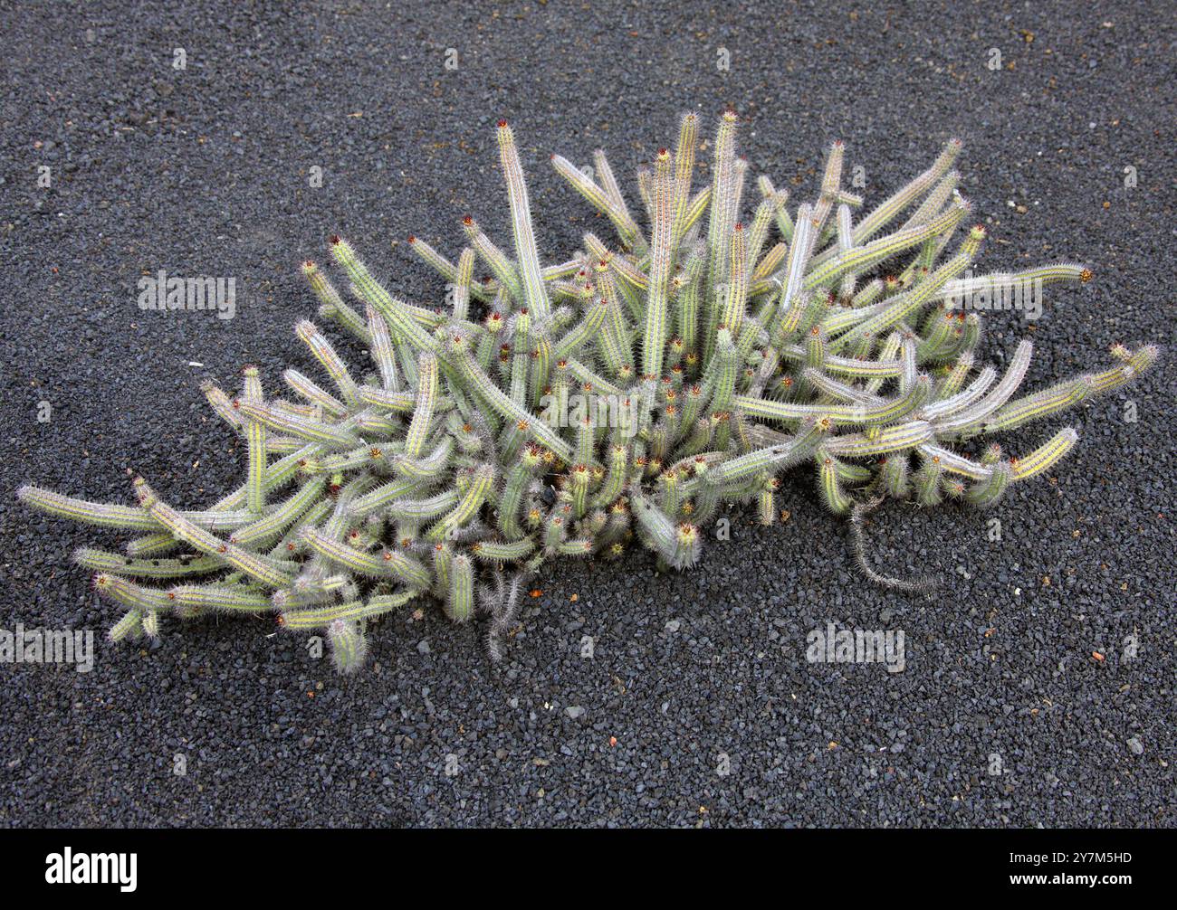 Euphorbia baioensis, Euphorbiaceae. Kenia, Afrika. Diese saftige Pflanze stammt ursprünglich aus Kenia. Sie kommt in tropischen Wüsten vor und blüht Stockfoto