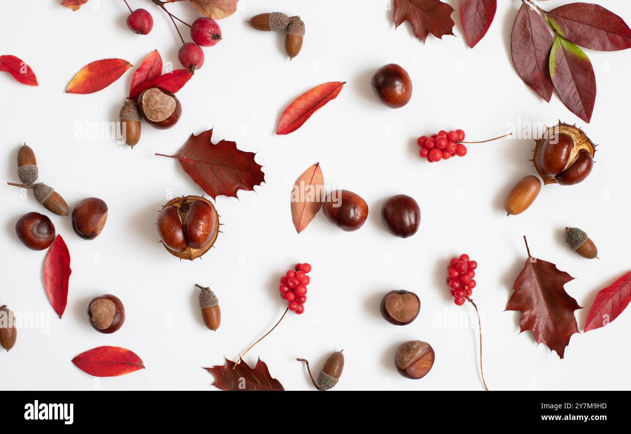 Herbstmuster mit Eicheln, Kastanien, roten Beeren und Blättern auf weißem Hintergrund. Sturzkonzept. Blick von oben. Stockfoto