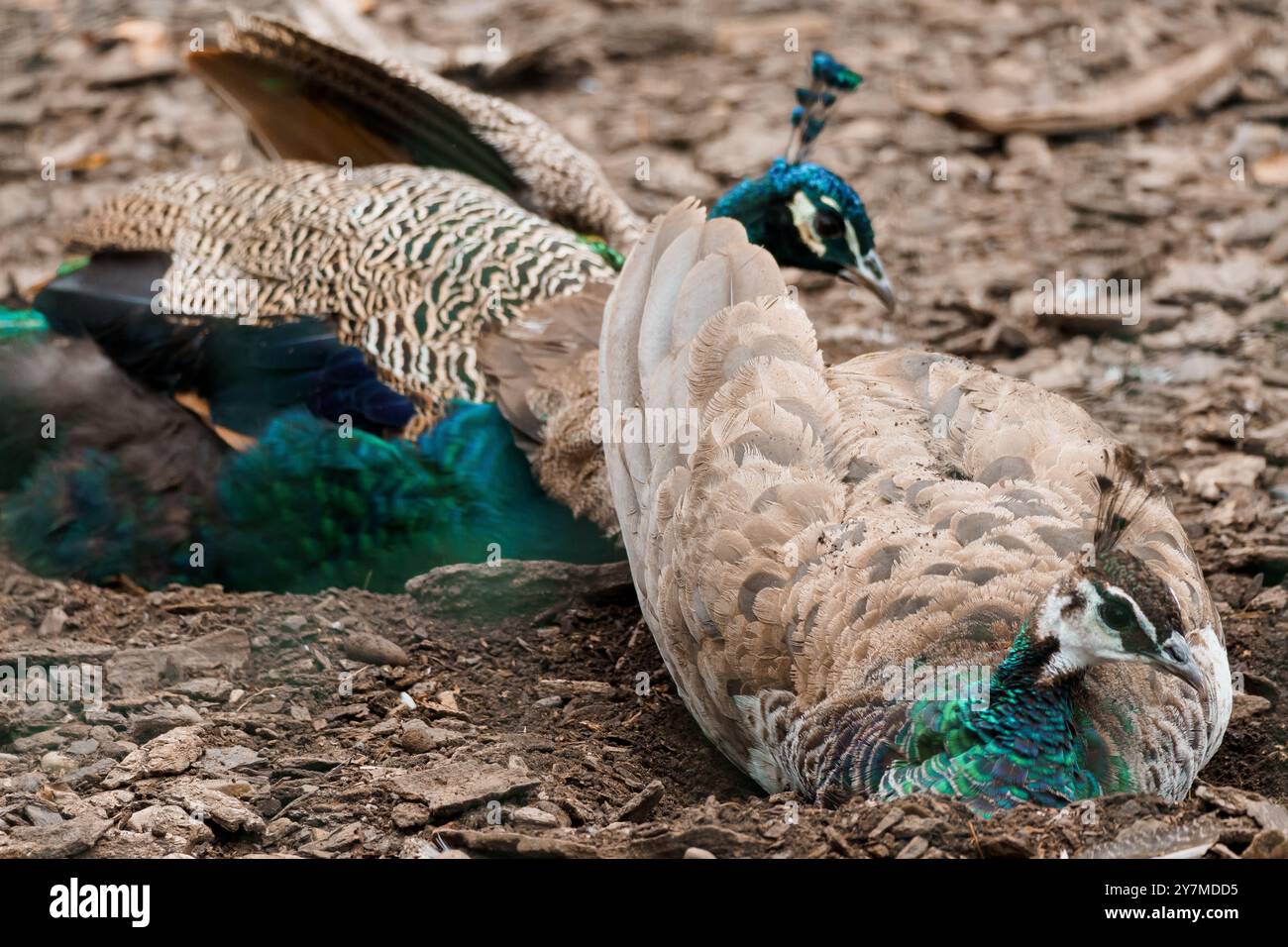 Majestätische Pfauen In Natürlichem Gelände. Stockfoto