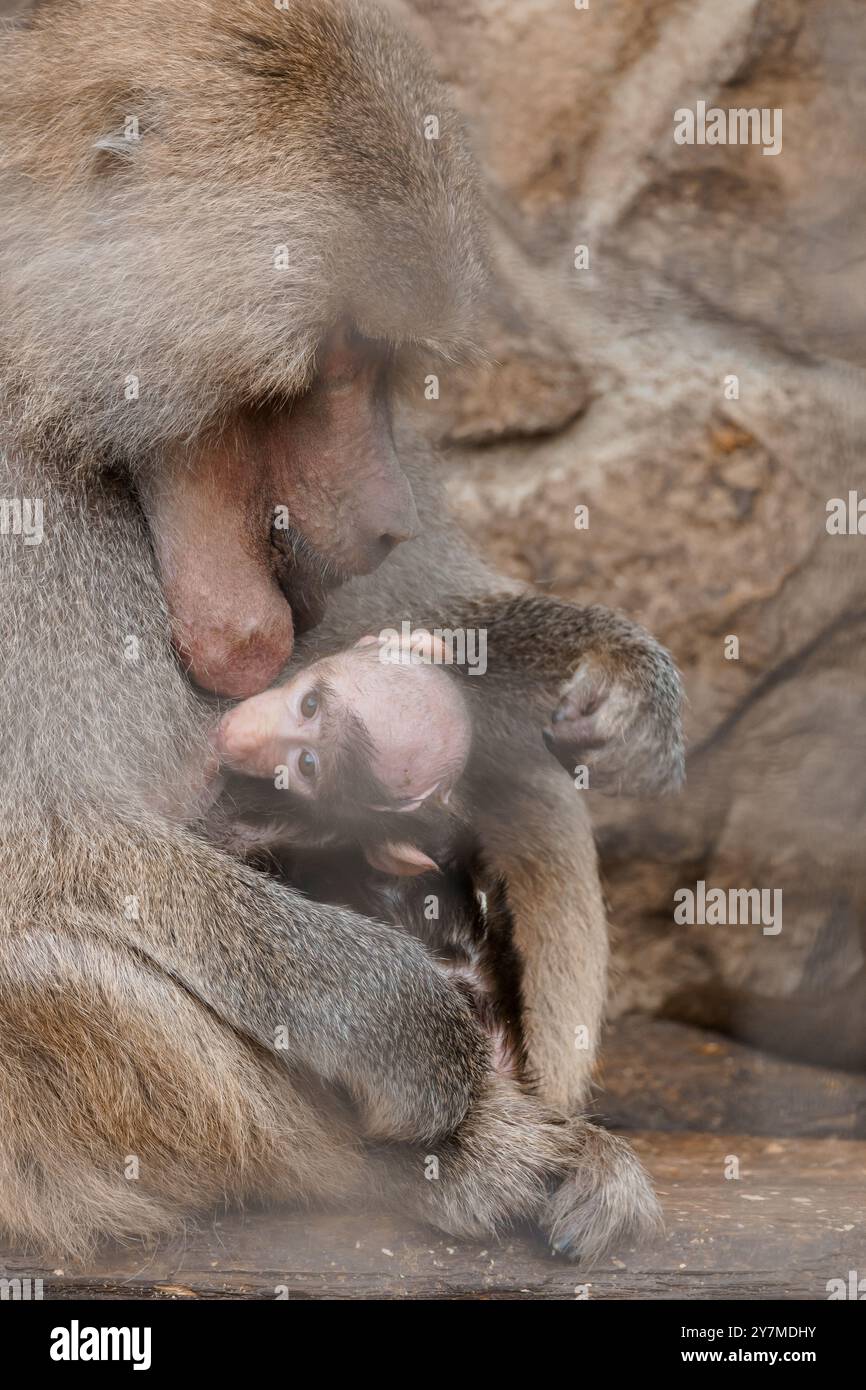 Emotionale Bindung: Eine Pavianenmutter, die ihr Baby in einem natürlichen Lebensraum pflegt. Stockfoto