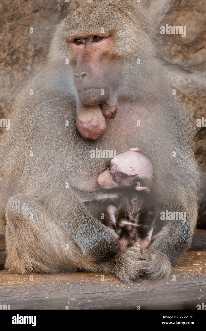 Majestätischer Pavian, der sanft sein entzückendes Baby in einem natürlichen Lebensraum hält. Stockfoto