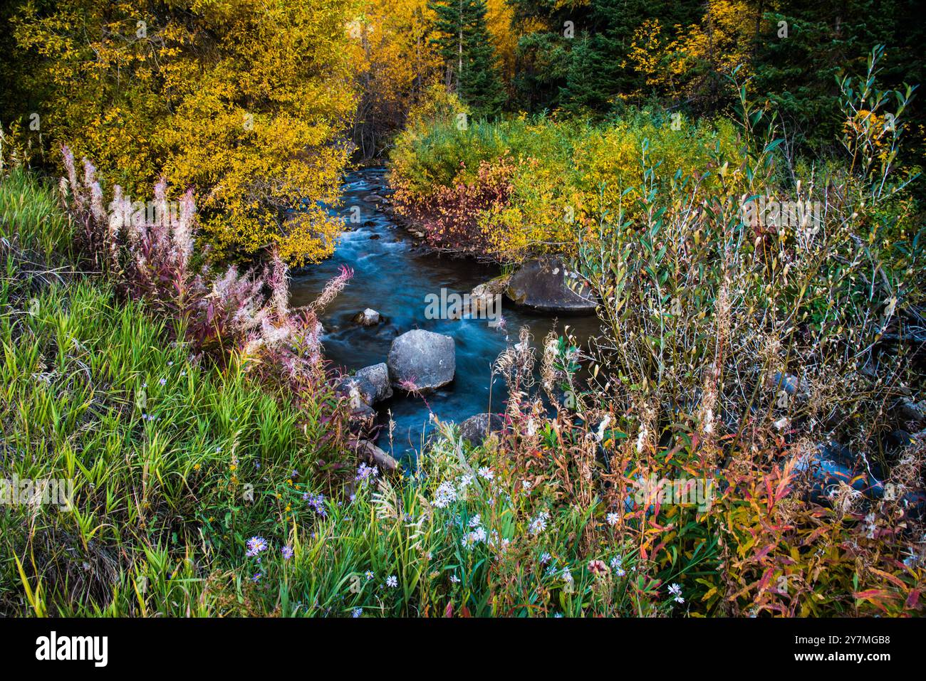 Big Cottonwood Creek im Big Cottonwood Canyon, Utah, USA. Die Farben des Herbstes tragen zur Schönheit und dem Drama dieses steilen Canyons östlich von Salt Lake bei. Stockfoto