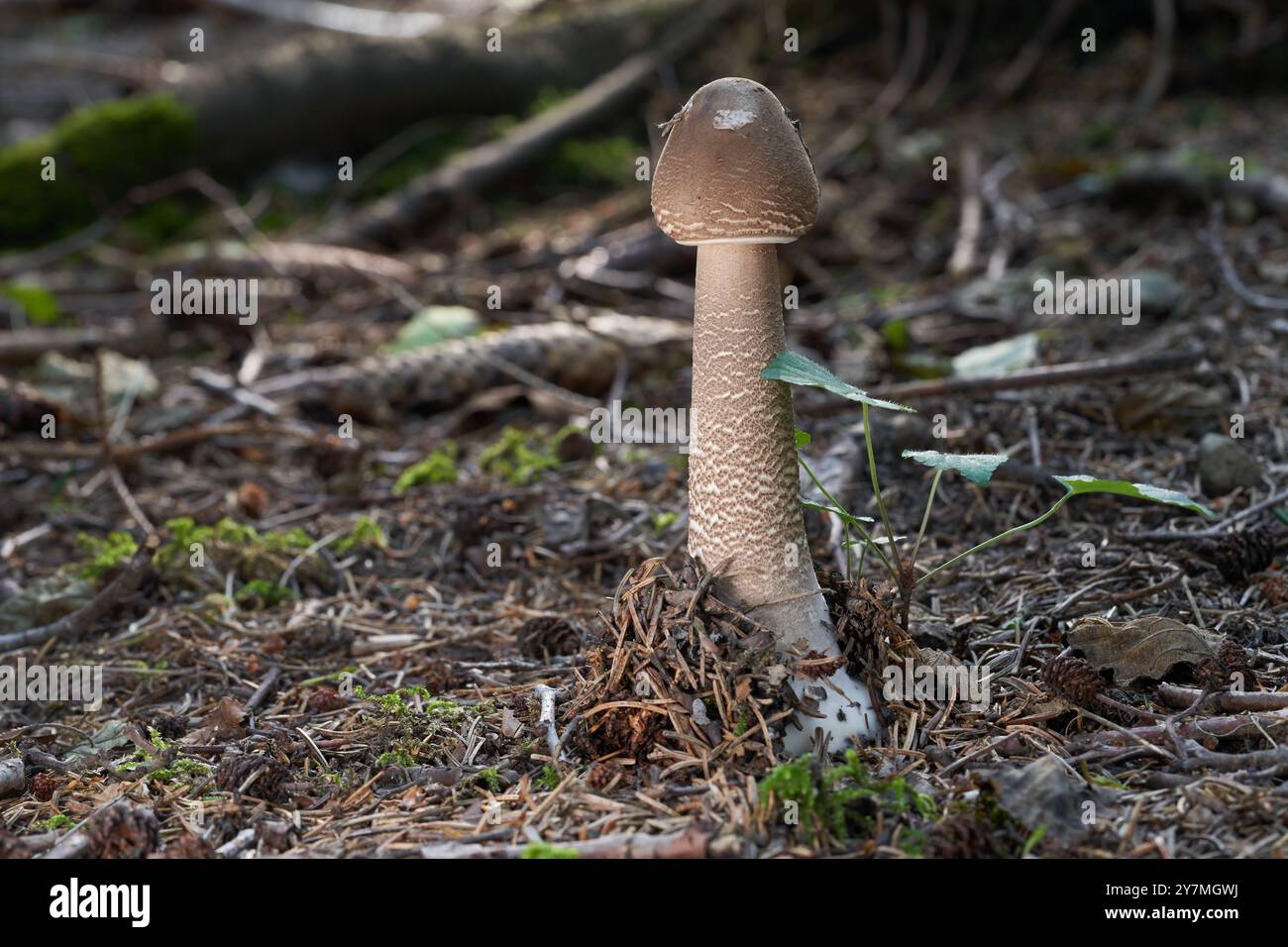 Speisepilz Macrolepiota procera in der Nadel. Bekannt als Parasol. Wilder brauner Pilz im Fichtenwald. Stockfoto