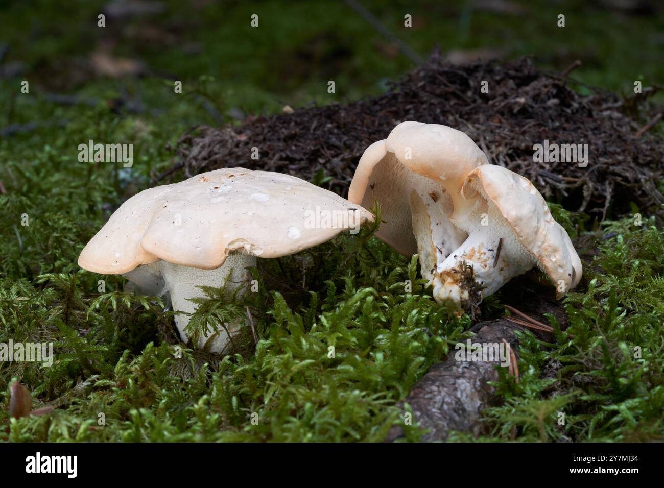 Speisepilz Hydnum repandum im Moos. Bekannt als HolzIgel oder Sweet Tooth. Wilde Pilze im Fichtenwald. Stockfoto