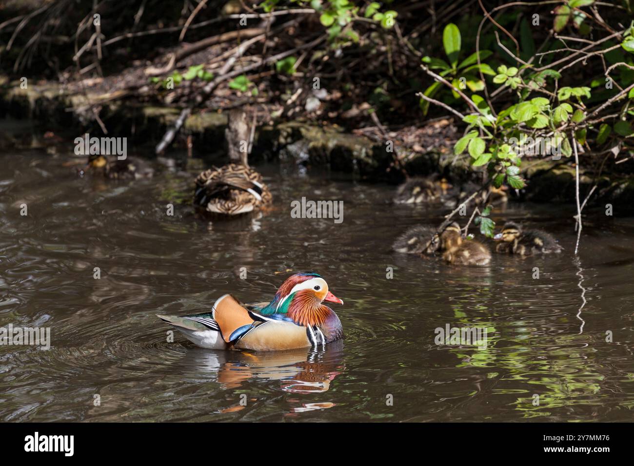 Mandarinenente mit Stockenten-Enten Stockfoto