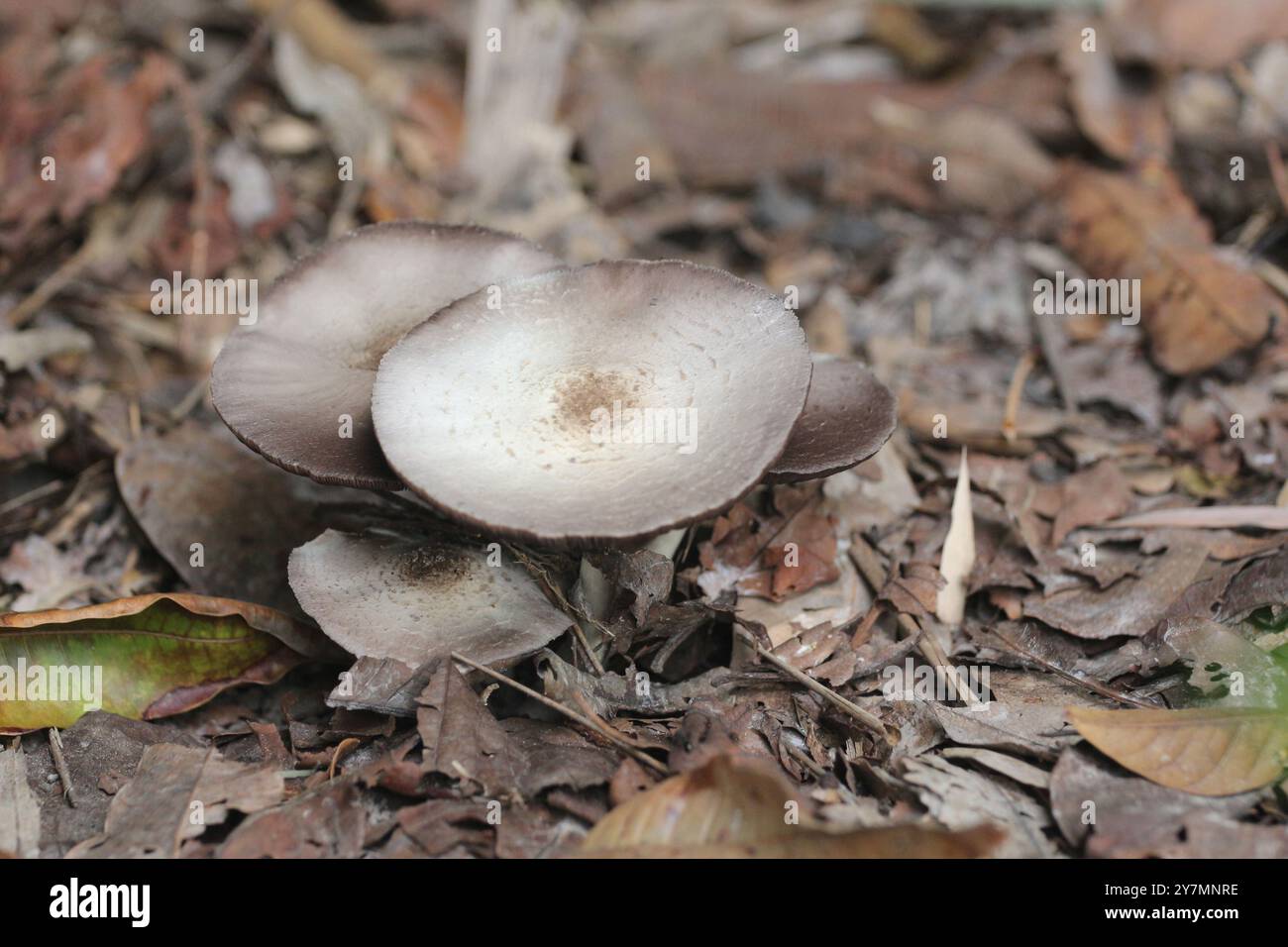 Wilde Pilze blühen auf dem Boden, Pilzwald mit giftigen und ungenießbaren Pilzen, wilde giftige Pilze blühen im tropischen Wald Stockfoto