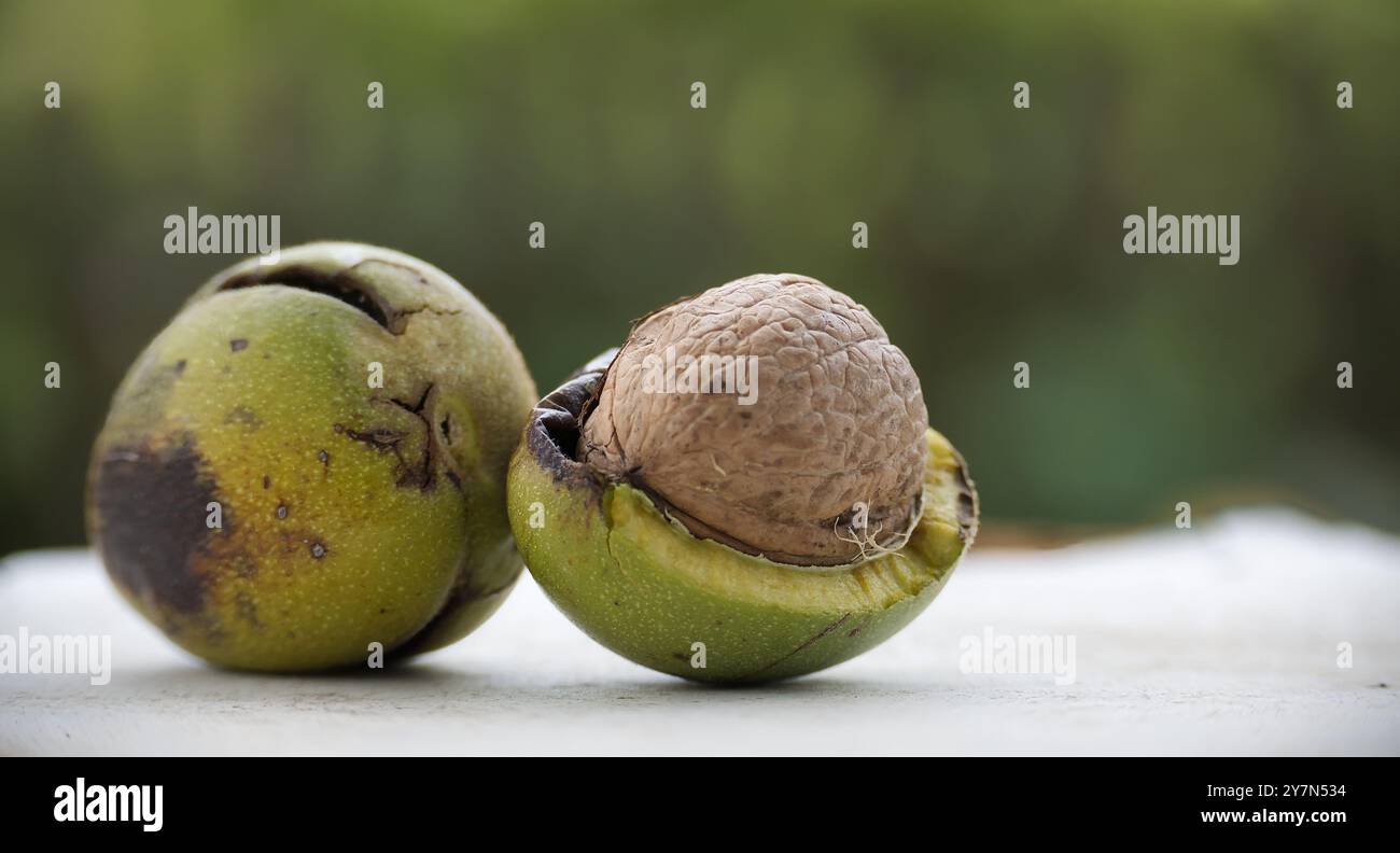 Zwei grüne Walnüsse, von denen eine teilweise geöffnet ist, wobei die braune Nuss im Inneren sichtbar wird. Der Hintergrund ist unscharf und hebt die Walnüsse im Vordergrund hervor. Stockfoto