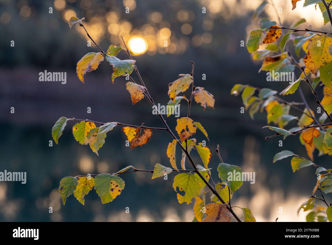 Ein mit Blättern bedeckter Baumzweig, der über einem ruhigen Gewässer hängt, schafft eine friedliche natürliche Landschaft mit Sonnenlicht, das durch das Laub filtert Stockfoto