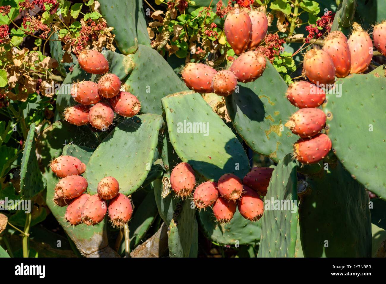 Nahaufnahme eines Kaktuskaktus mit reifer, roter Frucht. Die großen, grünen, paddelförmigen Kaktuspads sind mit Stacheln bedeckt. Stockfoto