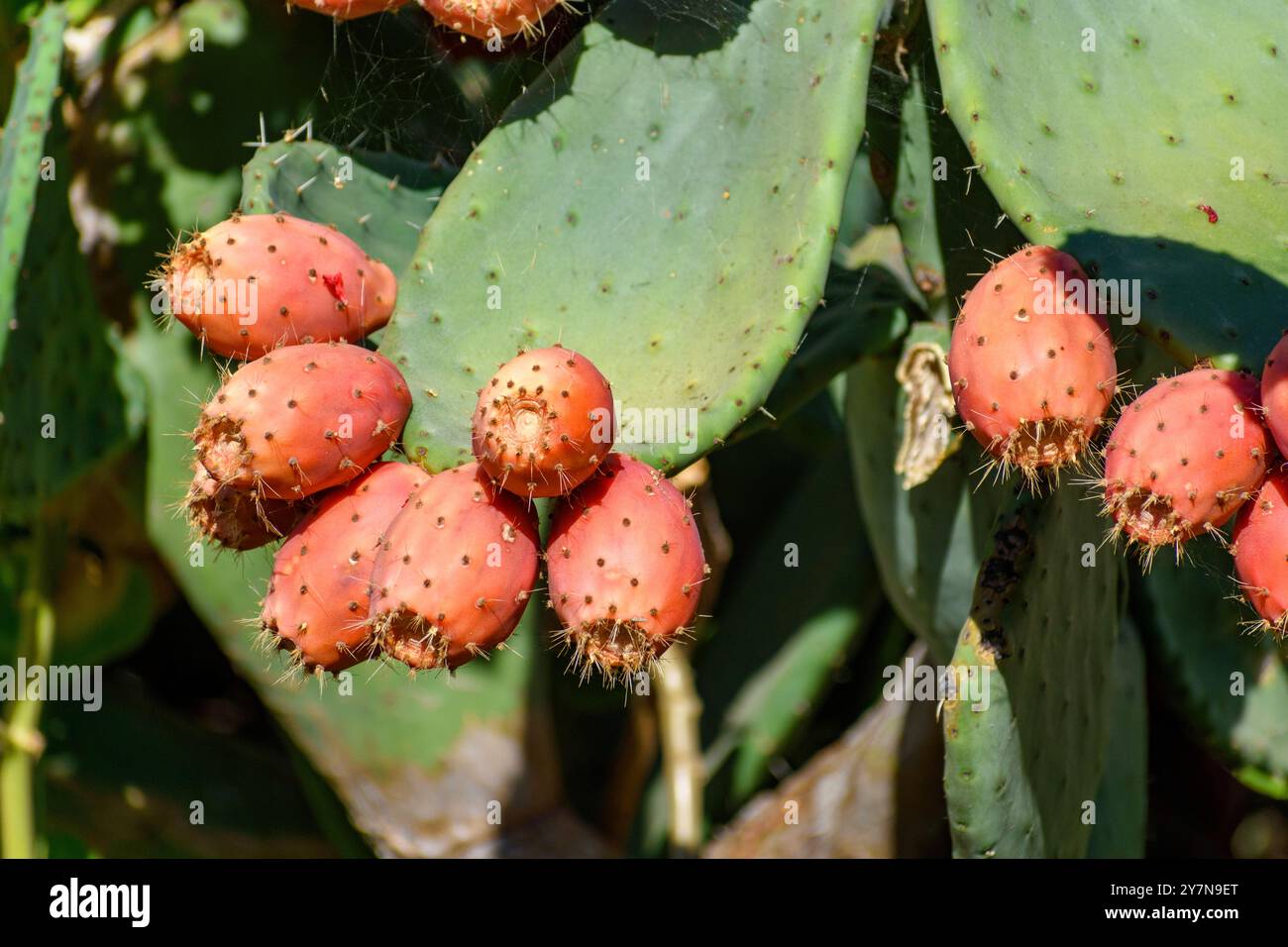 Nahaufnahme eines Kaktuskaktus mit reifer, roter Frucht. Die großen, grünen, paddelförmigen Kaktuspads sind mit Stacheln bedeckt. Stockfoto