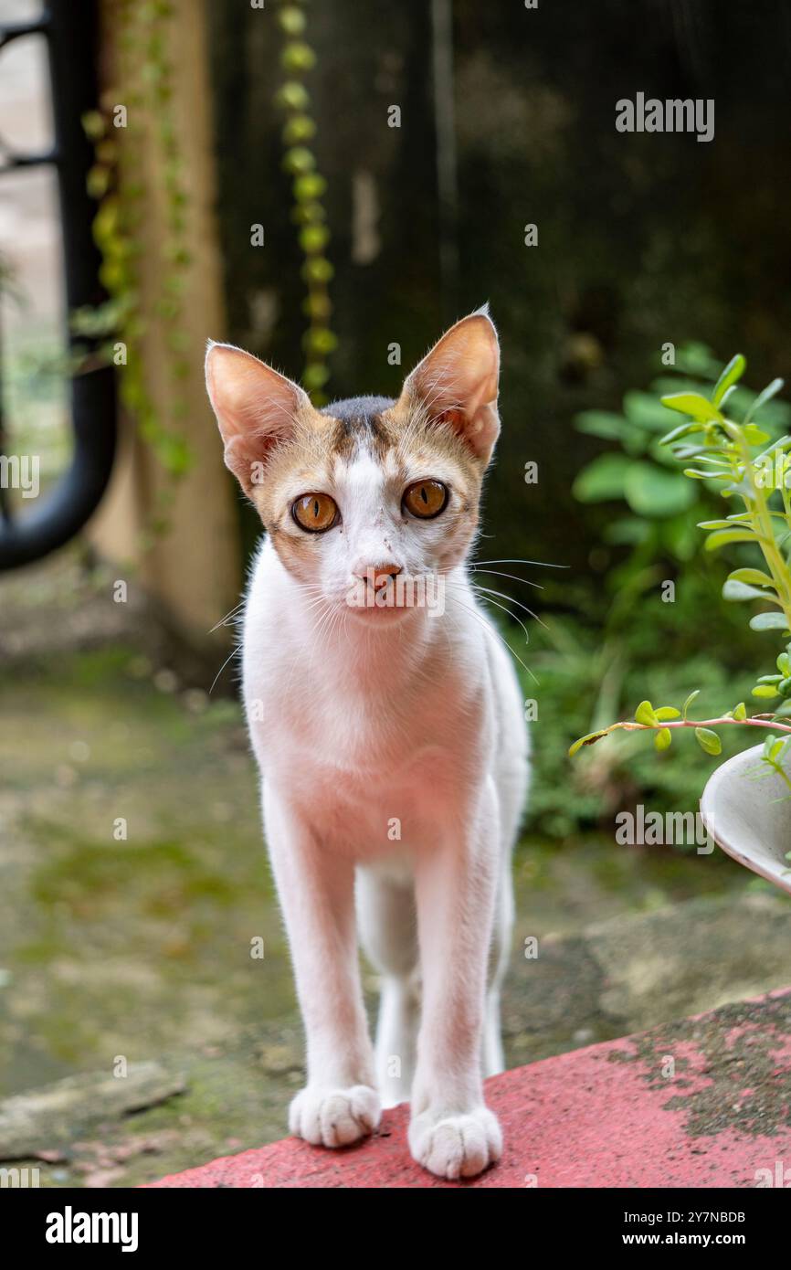 Schöne weiße kurzhaarige Bengalkatze mit süßem Look Stockfoto