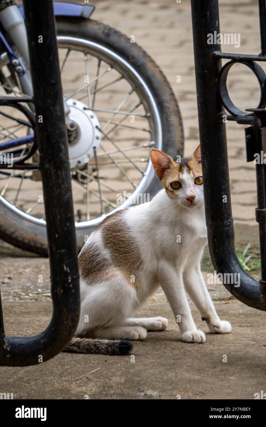 Schöne weiße kurzhaarige Bengalkatze mit einem süßen Look auf der Suche nach Katzenfutter Stockfoto