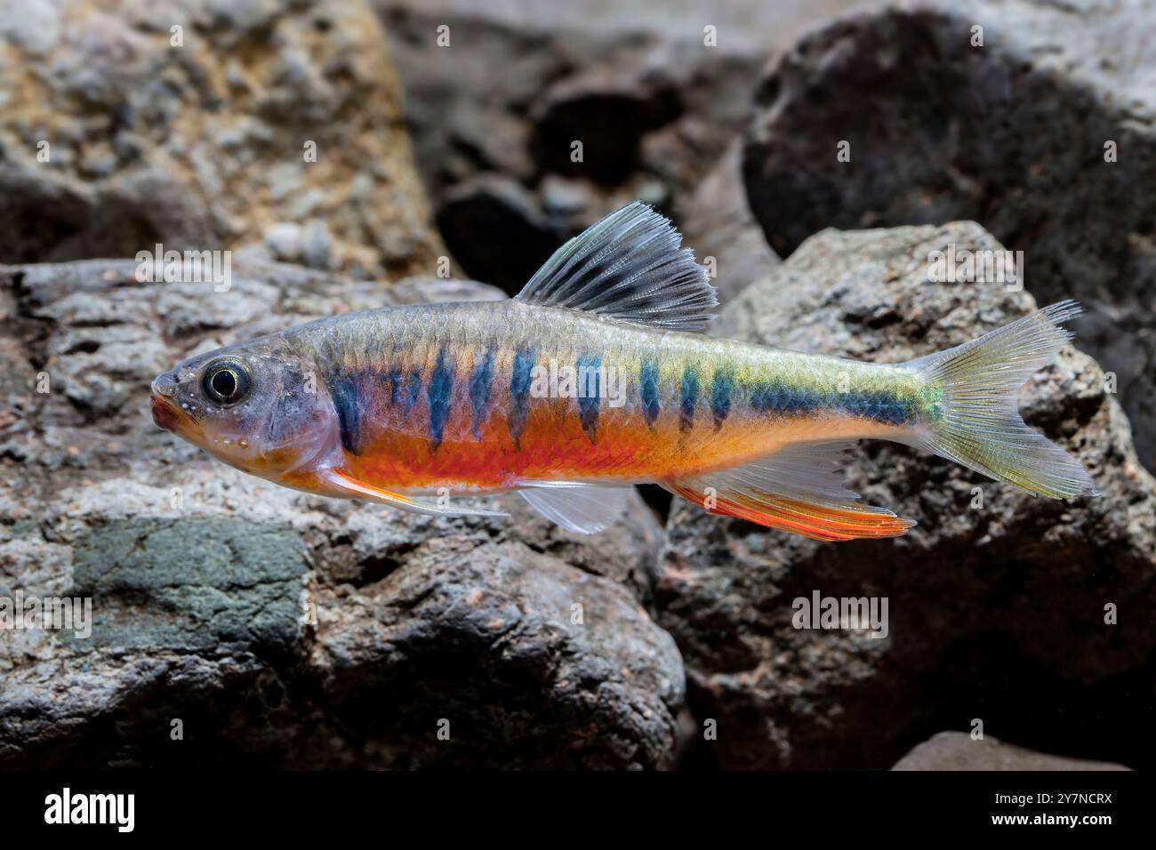 (241001) -- PEKING, 1. Oktober 2024 (Xinhua) -- dieses Foto vom September 2024 zeigt Opsariichthys rubriventris, eine neue cyprinidische Fischart, im Huidong County der Stadt Huizhou in der südchinesischen Provinz Guangdong. Chinesische Forscher haben die neuen Arten der Cypriniden in der Stadt Huizhou in der Provinz Guangdong entdeckt. In einem Artikel, der in der internationalen Zeitschrift Diversity veröffentlicht wurde, wird Opsariichthys rubriventris als eine einzigartige Art beschrieben, die in Guangdong endemisch ist und in den Oberläufen der Flüsse im Pearl River-Becken lebt. (Foto: Chen Haojun/Xinhua) Stockfoto