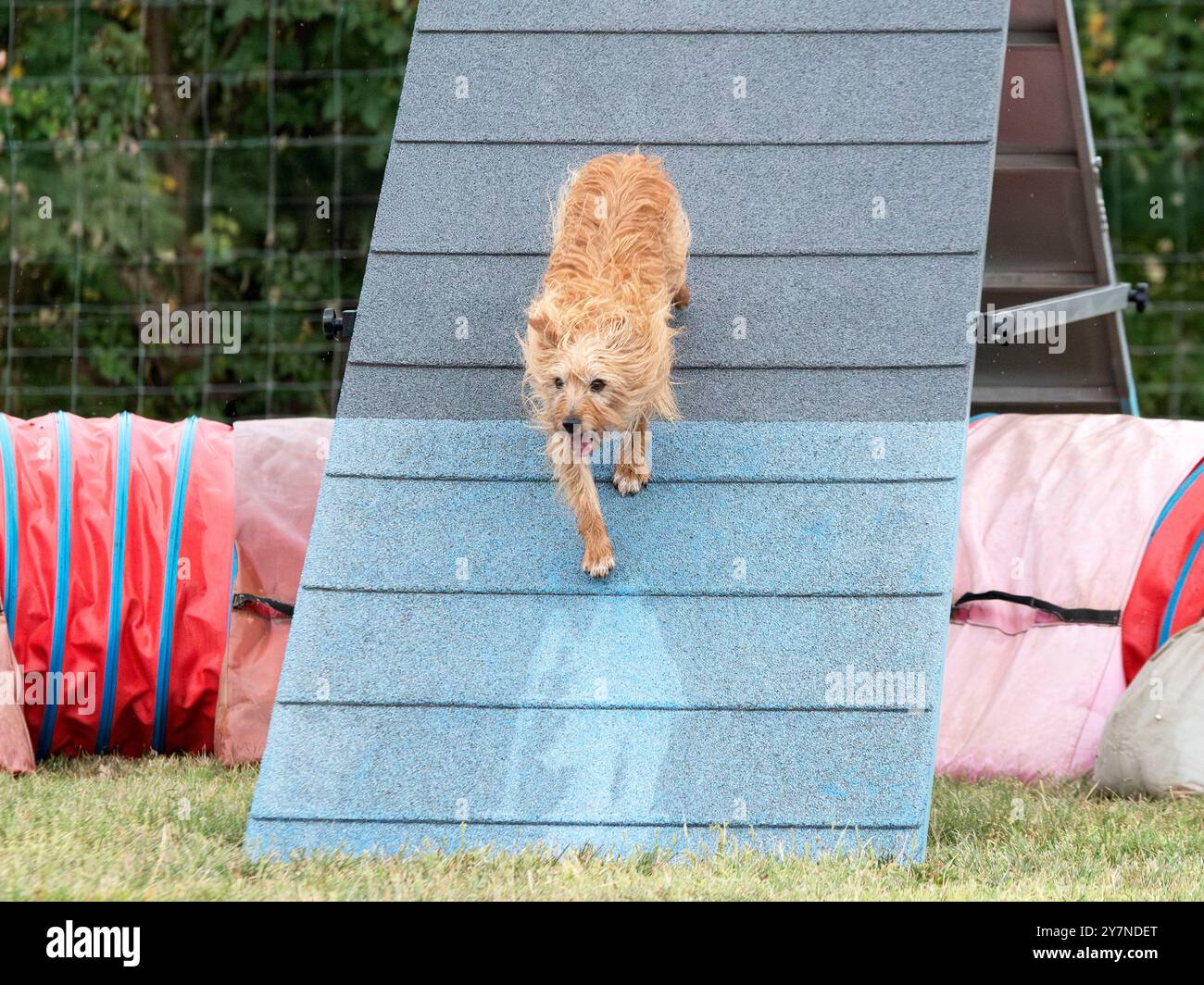 Wettkampf der Agilität mit Hund im Herbst Stockfoto