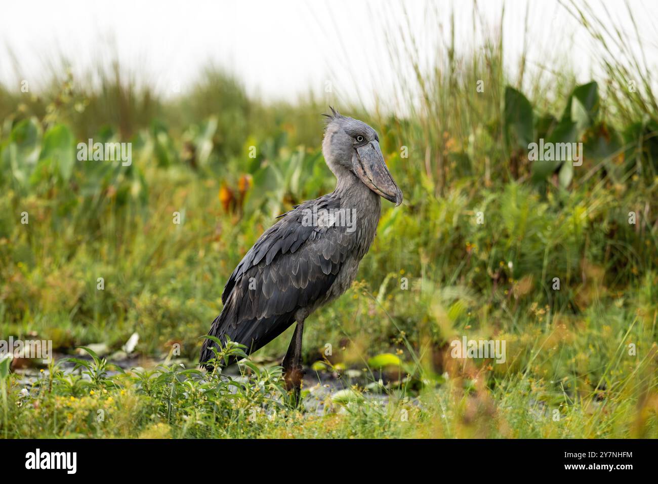 Der Schuebill Balaeniceps rex, auch bekannt als Walfische, Walkopfstorch und Schuhschnabelstorch, ist ein großer, langbeiniger Watvogel. Stockfoto