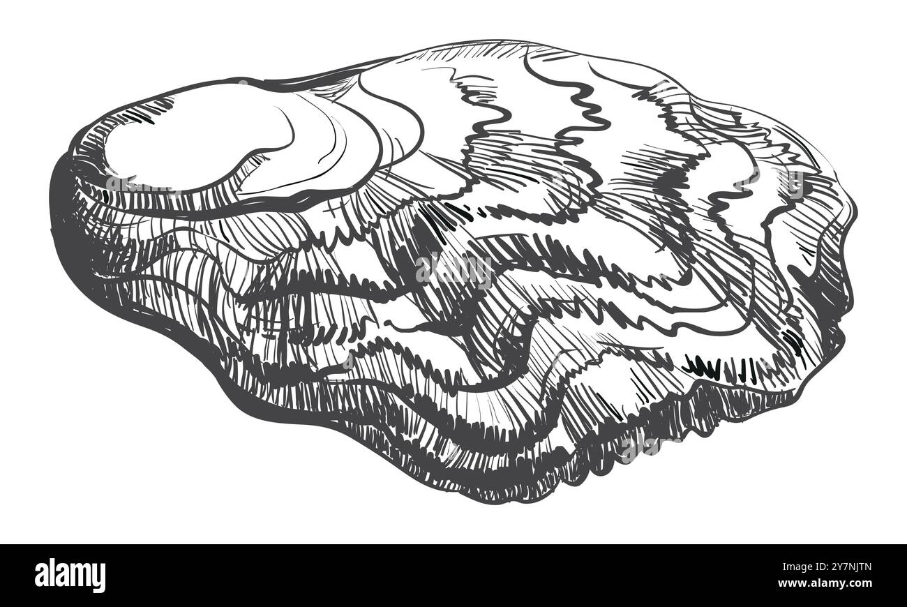 Oyster-Vektor. Handgezeichnete Austernschalen. Frische Auster isoliert auf weißem Hintergrund, lineare Skizze. Gravureffekt, lineares Zeichnen von Tinte. Clipart für l Stock Vektor