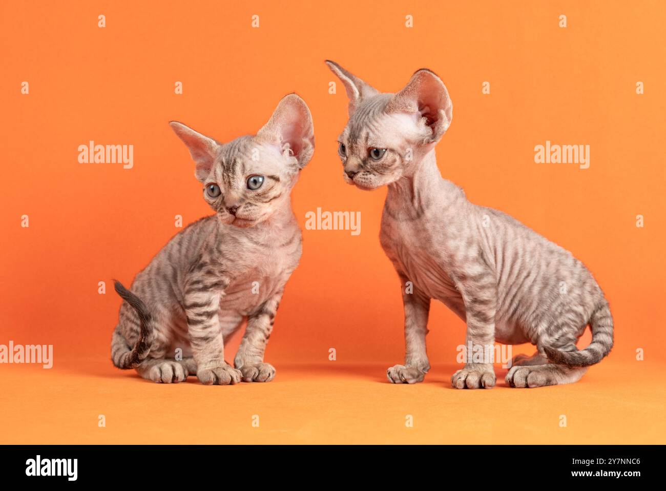 Süßer Wurf von zwei Devon Rex Katzenkindern, die nach vorne sitzen. Isolierter und orangefarbener Hintergrund. Stockfoto
