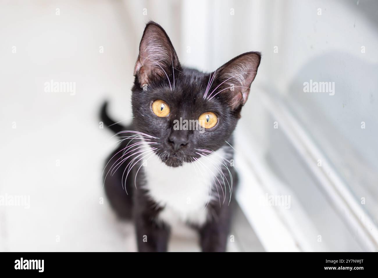 Dieses niedliche schwarz-weiße Kätzchen mit atemberaubenden goldenen Augen ist der ideale Begleiter für Tierliebhaber Stockfoto
