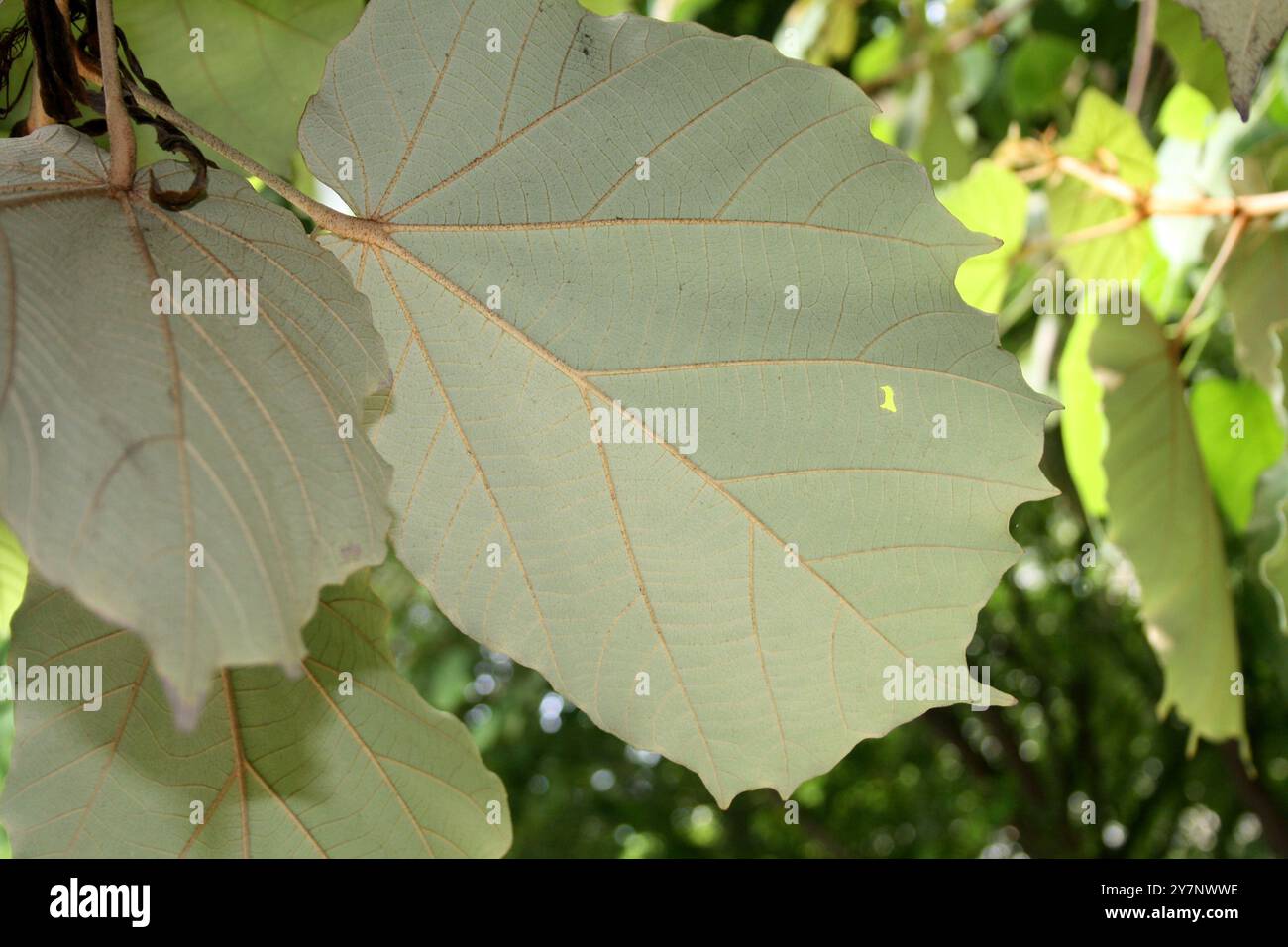 Bild mit der Unterseite der Blätter des Bayurbaums (Pterospermum acerifolium). Stockfoto