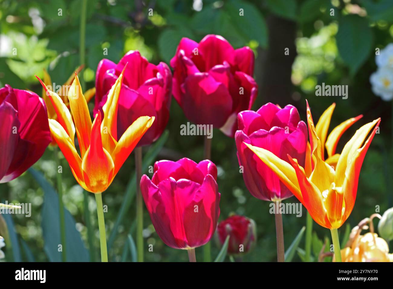 Bunte Tulpen Stockfoto