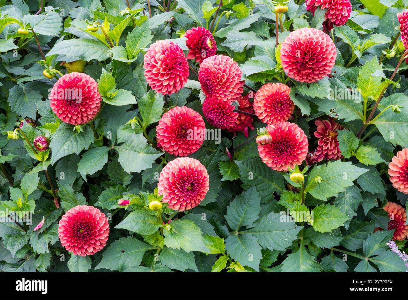 Dahlien in einer Gartenblume gepflanzt. Stockfoto
