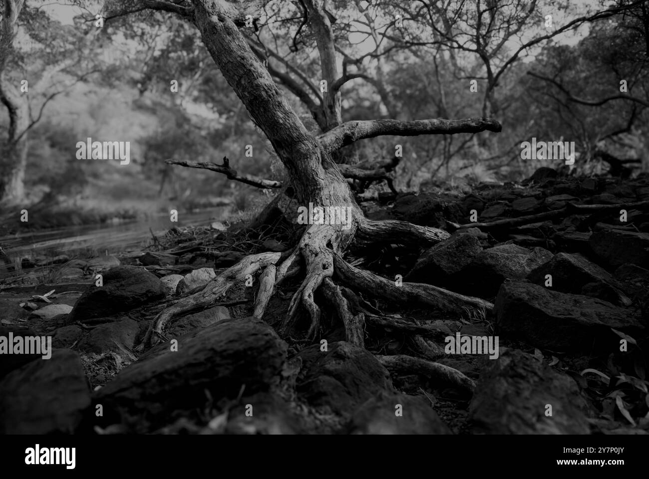 Horizontaler schwarz-weißer Hintergrund_Spooky Forest: Erfasst im Organ Pipes National Park, Keilor North, Victoria, Australien Stockfoto
