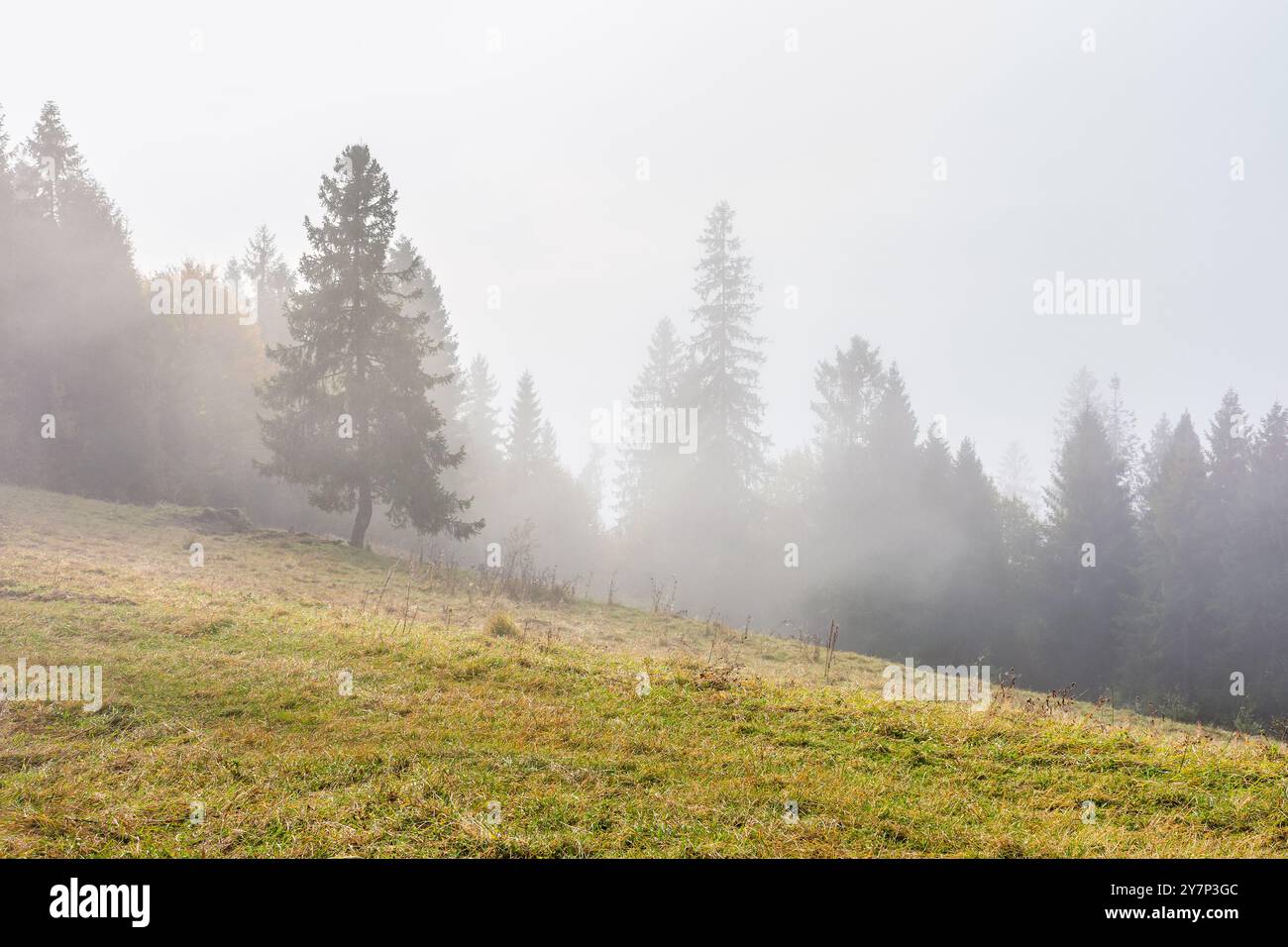 Landschaft mit Wald an einem nebeligen Morgen. Geheimnisvolle Herbstkulisse in den karpaten. Traumhafte Atmosphäre von abgelegenen Nadelwäldern Stockfoto