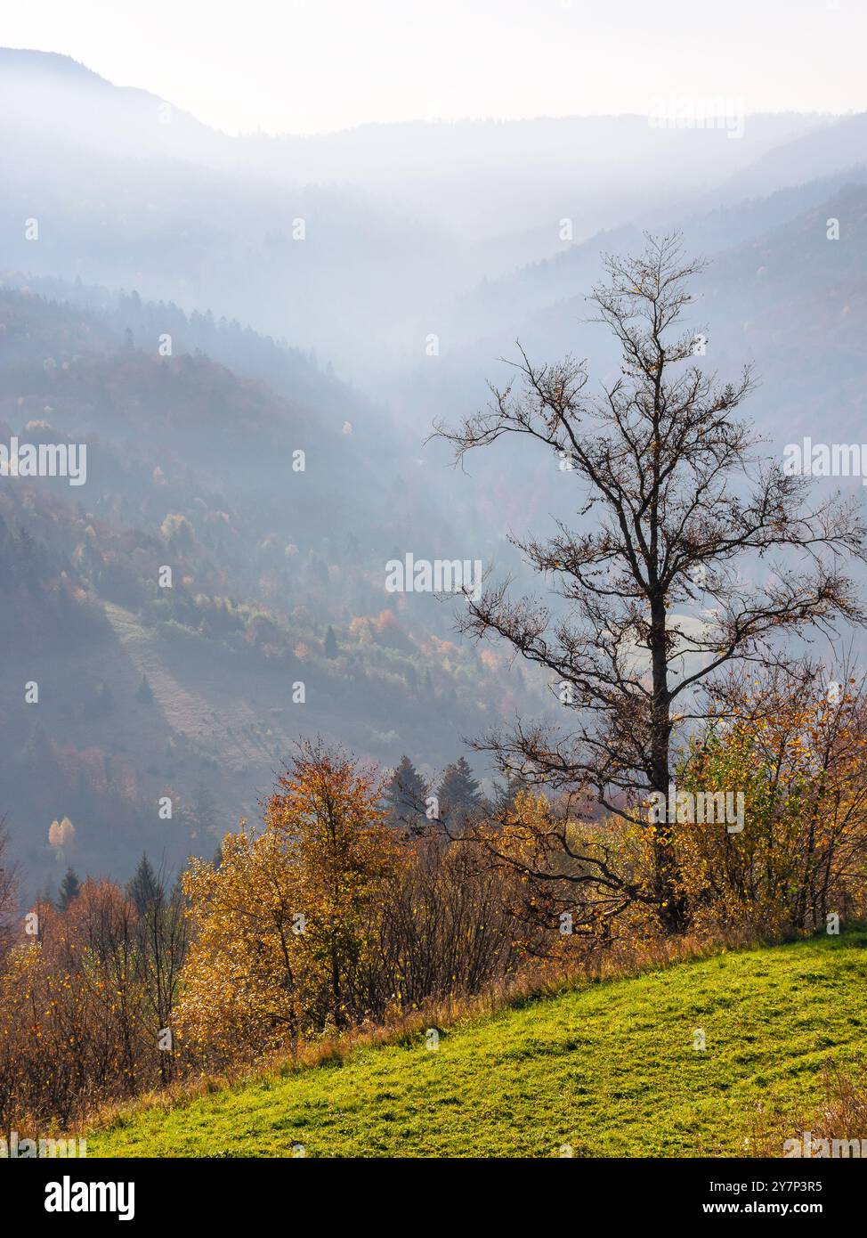 Landschaft mit Wald an einem nebeligen Morgen. Geheimnisvolle Herbstkulisse in den karpaten. Laubbäume am Hang Stockfoto