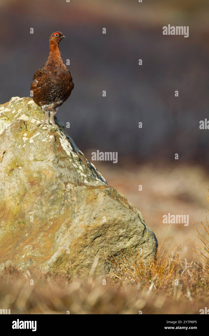 Männliche Auerhühner (Lagopus lagopus scotica), die im warmen Morgenlicht auf einem Felsbrocken stehen und vor einem Bereich verbrannter Heidekraut in den North York Moors n stehen Stockfoto