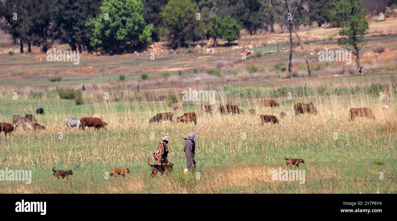 Johannesburg, Südafrika - Hirten mit Hunden bewachen ihre Rinder am Stadtrand Stockfoto